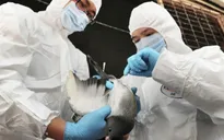 Trung Quốc: 18 người đã tử vong do cúm A/H7N9