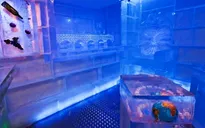 Tránh nóng với quán rượu bằng băng tại Praha