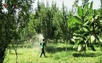Thuốc trừ sâu làm tăng nguy cơ mắc ung thư não