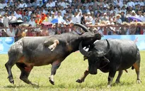 13/9, tưng bừng Lễ hội chọi trâu Đồ Sơn