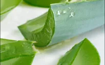 Lô hội không có tác dụng chữa bệnh ngoài da