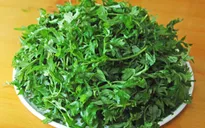 Lá ngải cứu – Vị thuốc hữu dụng