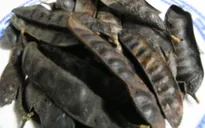 Công dụng chữa bệnh của thuốc dân gian