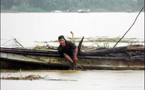 Cảnh báo nguy hiểm vớt gỗ củi trên sông mùa lũ