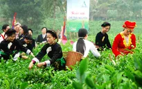 Festival Trà Thái Nguyên: Nâng tầm giá trị trà Việt