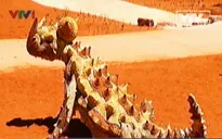Hệ động thực vật quý hiếm "chưa từng có" tại Trung tâm đỏ, Australia