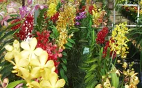 Festival hoa Đà Lạt 2013 hứa hẹn rực rỡ và sôi động