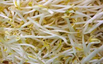 Lợi ích sức khỏe tuyệt vời từ giá đỗ