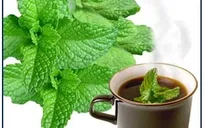 Cách dùng tinh dầu bạc hà