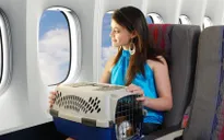 Tư vấn cách đi du lịch với thú cưng