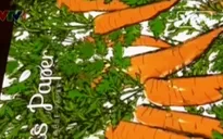 Giấy bọc quà tái chế cấy hạt giống cây trồng