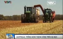Australia: Trồng hành tây trên... sa mạc