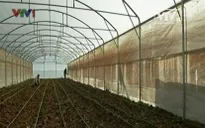 Lebanon: LHQ hỗ trợ nông dân nghèo trồng cây trong nhà kính