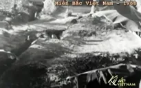 Những mái trường lá cọ thời chiến tranh