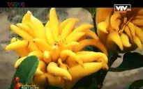 Thăm làng trồng Phật thủ Đắc Sở những ngày giáp Tết