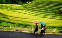 Sức hấp dẫn của Mù Cang Chải