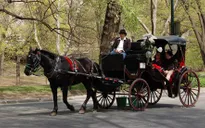 Dịch vụ xe ngựa tại công viên lớn nhất New York