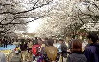 Hoa anh đào nở rộ trên khắp đường phố Tokyo