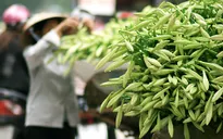 Hoa loa kèn gọi giai điệu tháng Tư