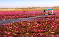 Đến Nong Han - Thái Lan ngắm đầm hoa rực rỡ sắc hồng