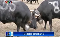 Kỳ thú cuộc thi Nữ hoàng bò ở Thụy Sĩ