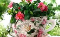 Góc vườn xinh trong nhà phố