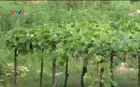 Tăng vốn pháp định BĐS - Khó loại bỏ chủ đầu tư “tay không bắt giặc”
