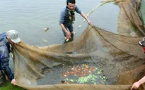 Người dân tất bật bắt cá chép cho Táo quân đi 'chầu'