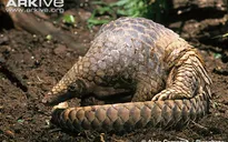Loài Tê tê trước nguy cơ tuyệt chủng