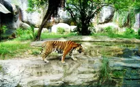 Chung tay bảo vệ loài Hổ