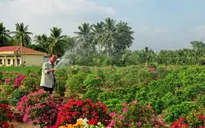 Hoa kiểng Chợ Lách rộn ràng đón Tết