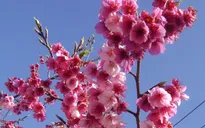 Hoa anh đào Sa Pa hút khách du lịch