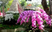 Nhân giống thành công hoa lan Hồ Điệp