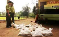 Quảng Trị: Bắt vụ vận chuyển động vật hoang dã lớn