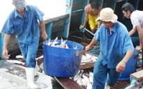 Tháo gỡ khó khăn cho nghề nuôi cá tra