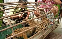 Chống buôn bán động vật hoang dã: Còn gian nan!