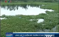 VIDEO: Làng quê Quảng Nam ô nhiễm vì xác lợn tai xanh