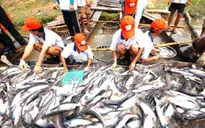 Đề xuất tăng thời hạn cho vay vốn nuôi cá tra
