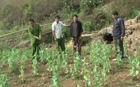 Điện Biên: Phá nhổ trên 1,2 ha cây thuốc phiện