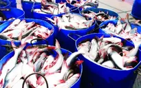 Chi phí đầu vào tăng, người nuôi cá tra lỗ nặng