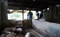 Thoát nghèo bền vững nhờ vốn vay ưu đãi