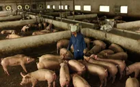 Người chăn nuôi chờ được giãn nợ