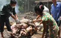 Dịch lợn tai xanh tái phát tại miền Bắc