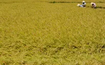 Khuyến khích nông dân trữ lúa giống theo kỹ thuật mới