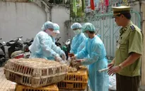 Ngăn chặn triệt để vận chuyển trái phép gia cầm qua biên giới