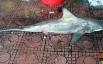 Lại bắt được cá mập tại biển Quy Nhơn
