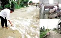 Nam Định: Người chăn nuôi lao đao vì dịch lợn tai xanh