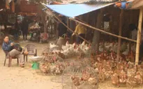 Thu thập, xét nghiệm 18.000 mẫu gia cầm