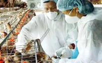 Hà Nội: Bổ sung gần 16 tỷ đồng phòng, chống dịch bệnh gia cầm