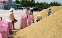 Các DN đã mua tạm trữ đủ 1 triệu tấn gạo